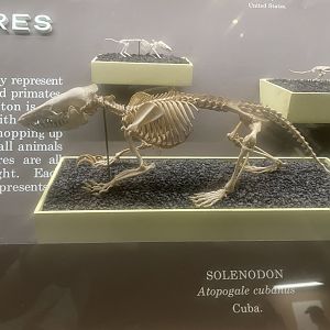 Cuban Solenodon