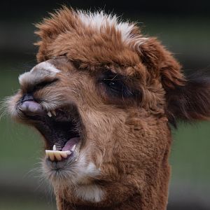 [July 2022] Tier Garten- alpaca (Lama pacos) yawning