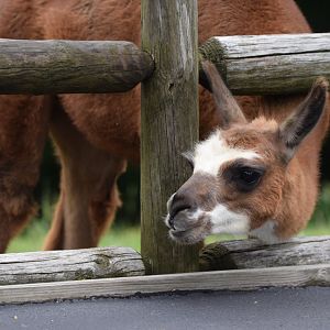 [July 2022] Tier Garten- alpaca (Lama pacos) sticking head out of fence