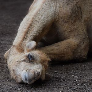 [July 2022] Tier Garten- dromedary camel (Camelus dromedarius) rubbing head against ground