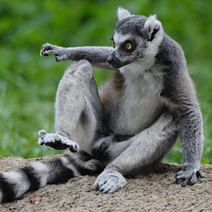 [July 2022] Tier Garten- ring-tailed lemur (Lemur catta)