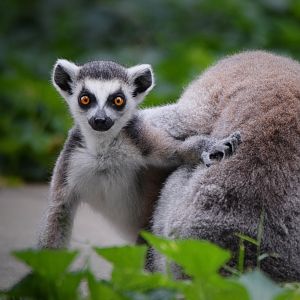 [July 2022] Tier Garten- ring-tailed lemur (Lemur catta) infant and adult