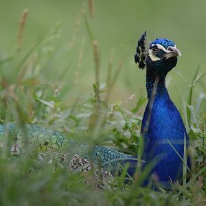 [July 2022] Tier Garten- Indian peafowl (Pavo cristatus) lying in grass
