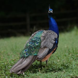 [July 2022] Tier Garten- Indian peafowl (Pavo Cristatus)