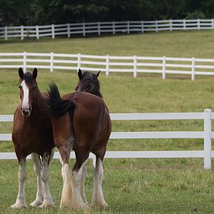 [July 2022] Clydesdale Corner- Clydesdales (Equus ferus caballus)