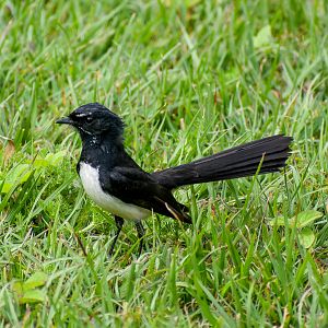 Willie Wagtail