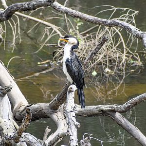 Little Pied Cormorant