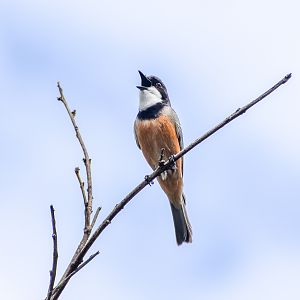 Rufous Whistler