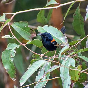 Red-backed Fairywren
