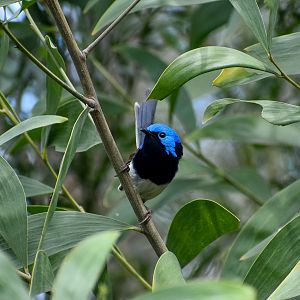Variegated Fairywren