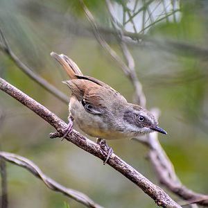 White-browed Scrubwren