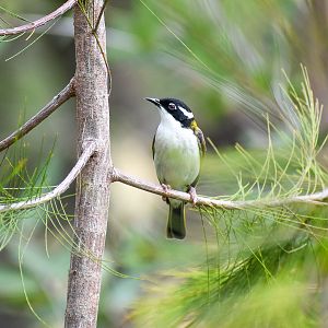White-throated Honeyeater