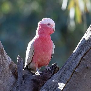 Galah female