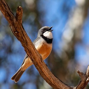 Rufous Whistler