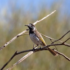 White-fronted Honeyeater