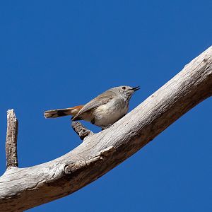 Inland Thornbill