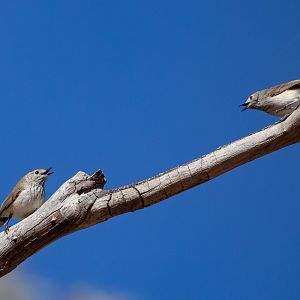 Inland Thornbills