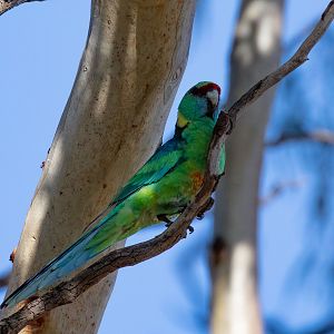 Mallee Ringneck