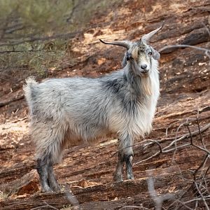 Feral Goat