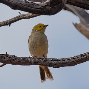 White-plumed Honeyeater