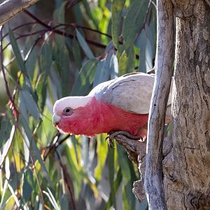 Galah