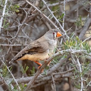 Zebra Finch female