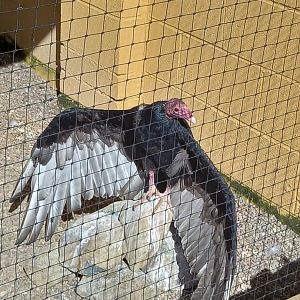 Turkey Vulture