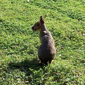 Patagonian Mara