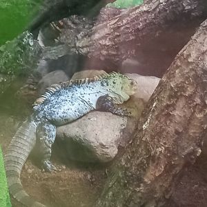 Utila Spiny-tailed Iguana