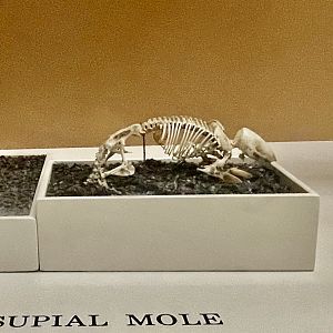 Southern Marsupial Mole