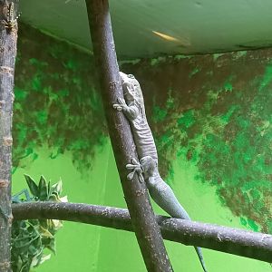 Standing's Day Gecko