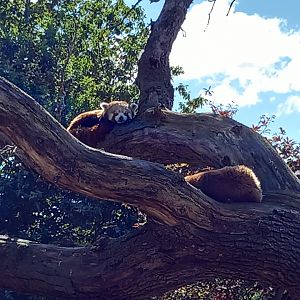 Red Pandas