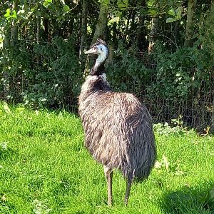 Emu