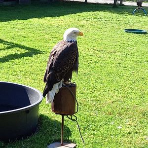 Bald Eagle