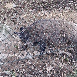Wild Boar