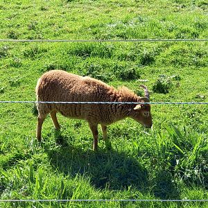 Soay Sheep