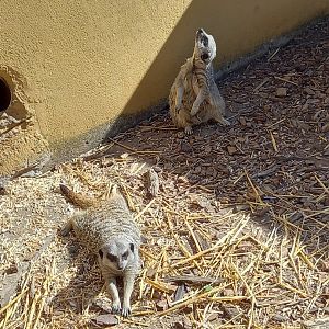 Meerkats