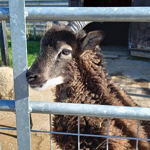 Soay Sheep