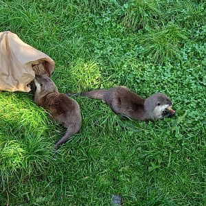 Asian Small-Clawed Otters