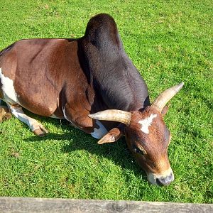 Dwarf Zebu