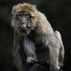 Barbary Macaque (2022)