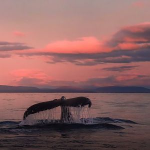 Humpback Whale Sunset (2022)