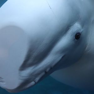 Little Grey Beluga (2022)