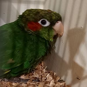 Hoffmann's conure