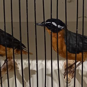 Rüppell's robin-chats - Cossypha semirufa