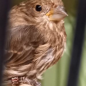 House finch