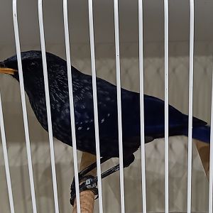 Blue whistling thrush