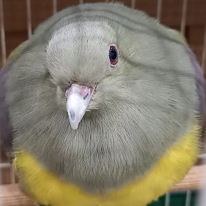 Bruce's green pigeon