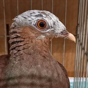 Pale-capped pigeon - Columba punicea