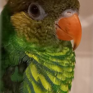 Meyer's lorikeet